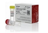 Lipofectamine? 3000 Transfection Reagent