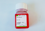 0.25% Trypsin (1X), Phenol Red