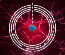 產(chǎn)品推薦：Lipofectamine? MessengerMAX?轉(zhuǎn)染試劑